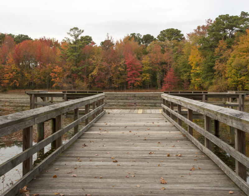 Showing a dock surrounded by trees displaying fall foliage.