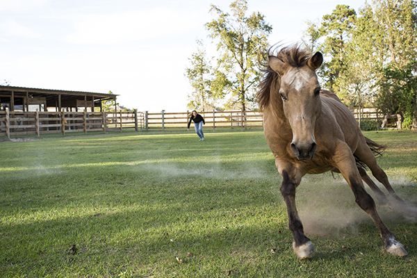 Showing a horse playing with its trainer in a pasture.