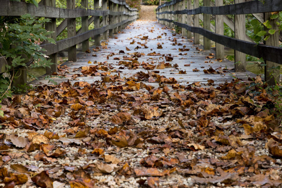 Showing fall leaves scattered on an old bridge.