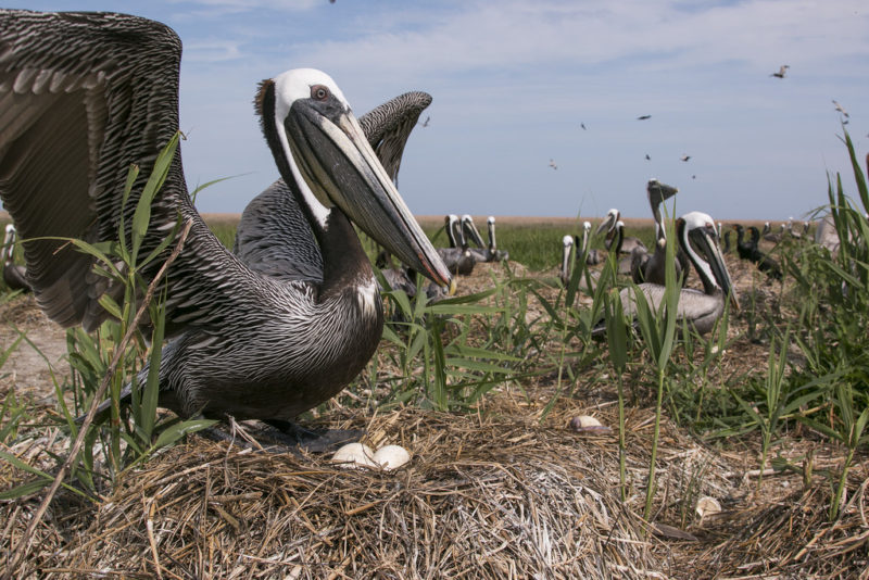 Showing a flock of pelicans nesting eggs on the shores of Smith Island in the Chesapeake Bay.