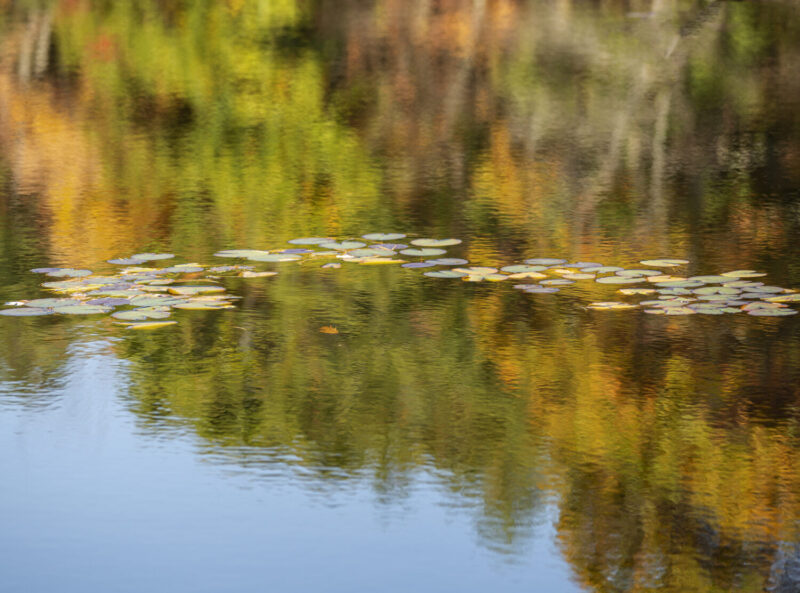 Showing the reflection of trees sporting autumn colors accented by lily pads on a lake.